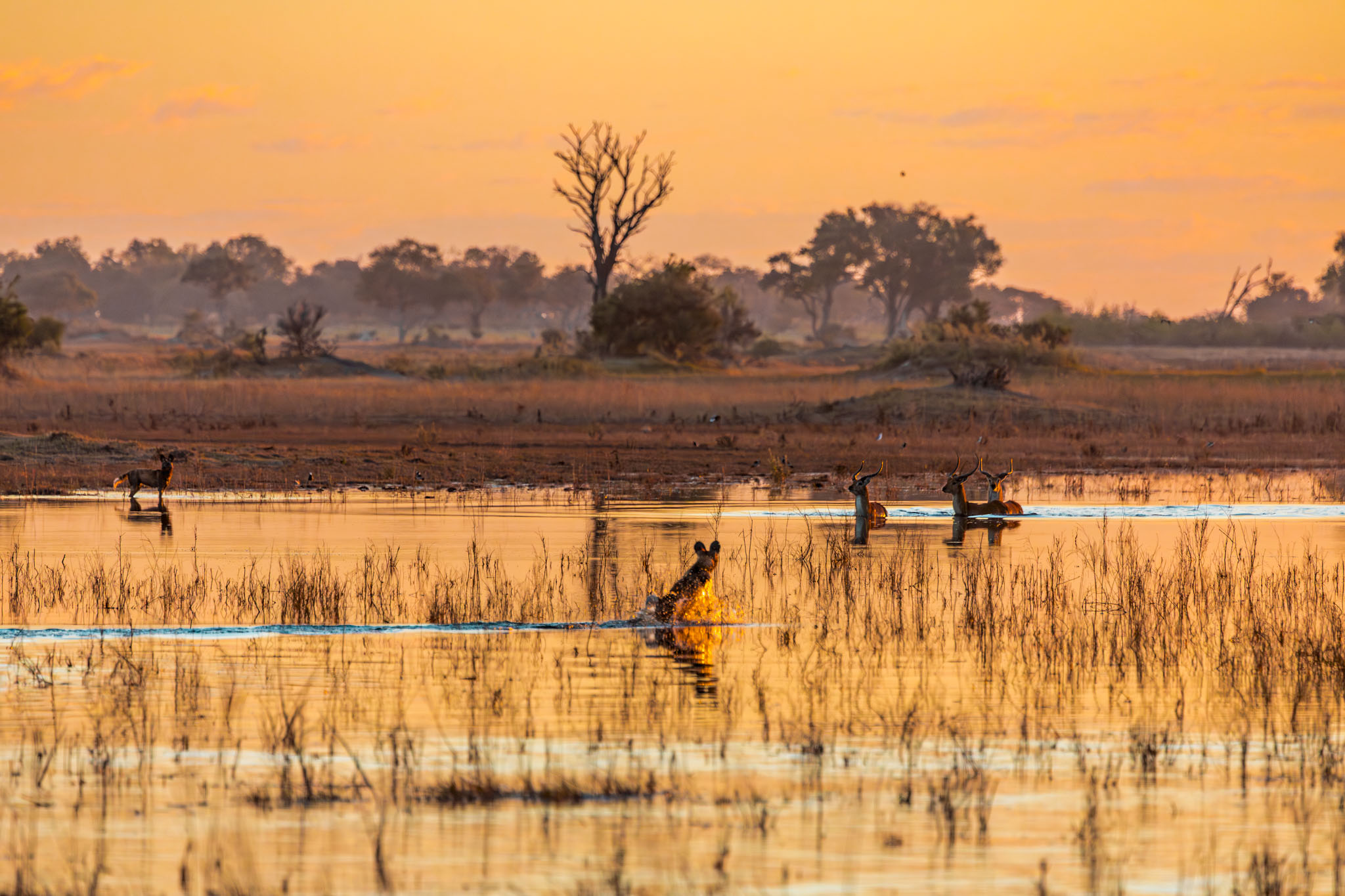 Botswana — From Water to Dust to Thunder