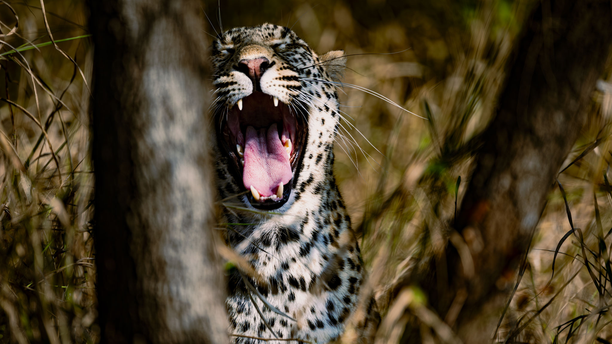 Southern Africa 2024 — From Floodplains to Coastline