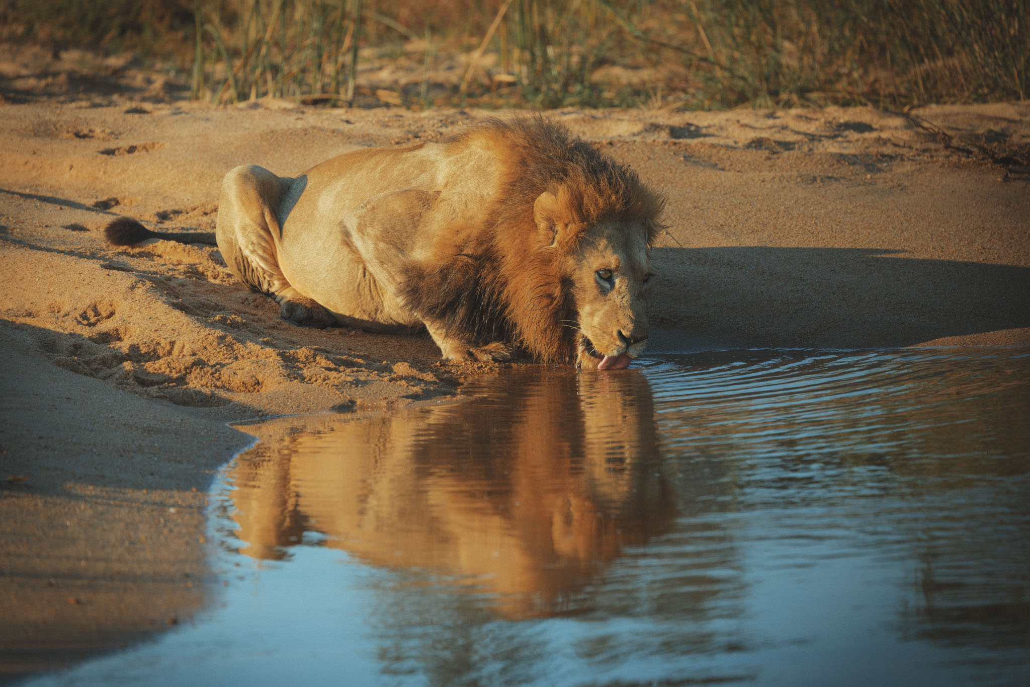 Sabi Sands — Abundance and Proximity