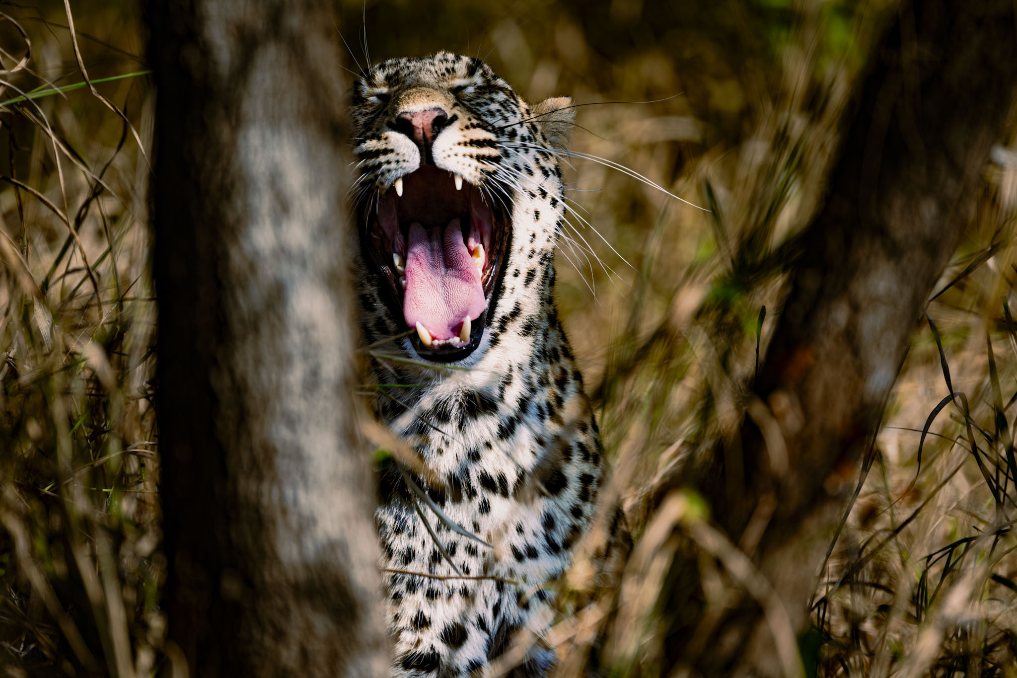 Leopard snarling showing fangs in tall grass at Sabi Sands