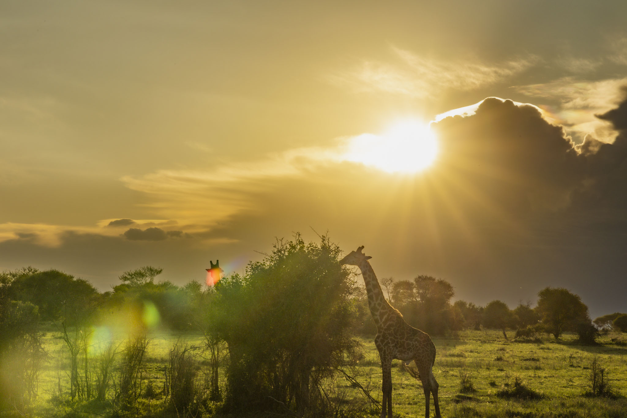 Central Serengeti — The Heart of the Plains