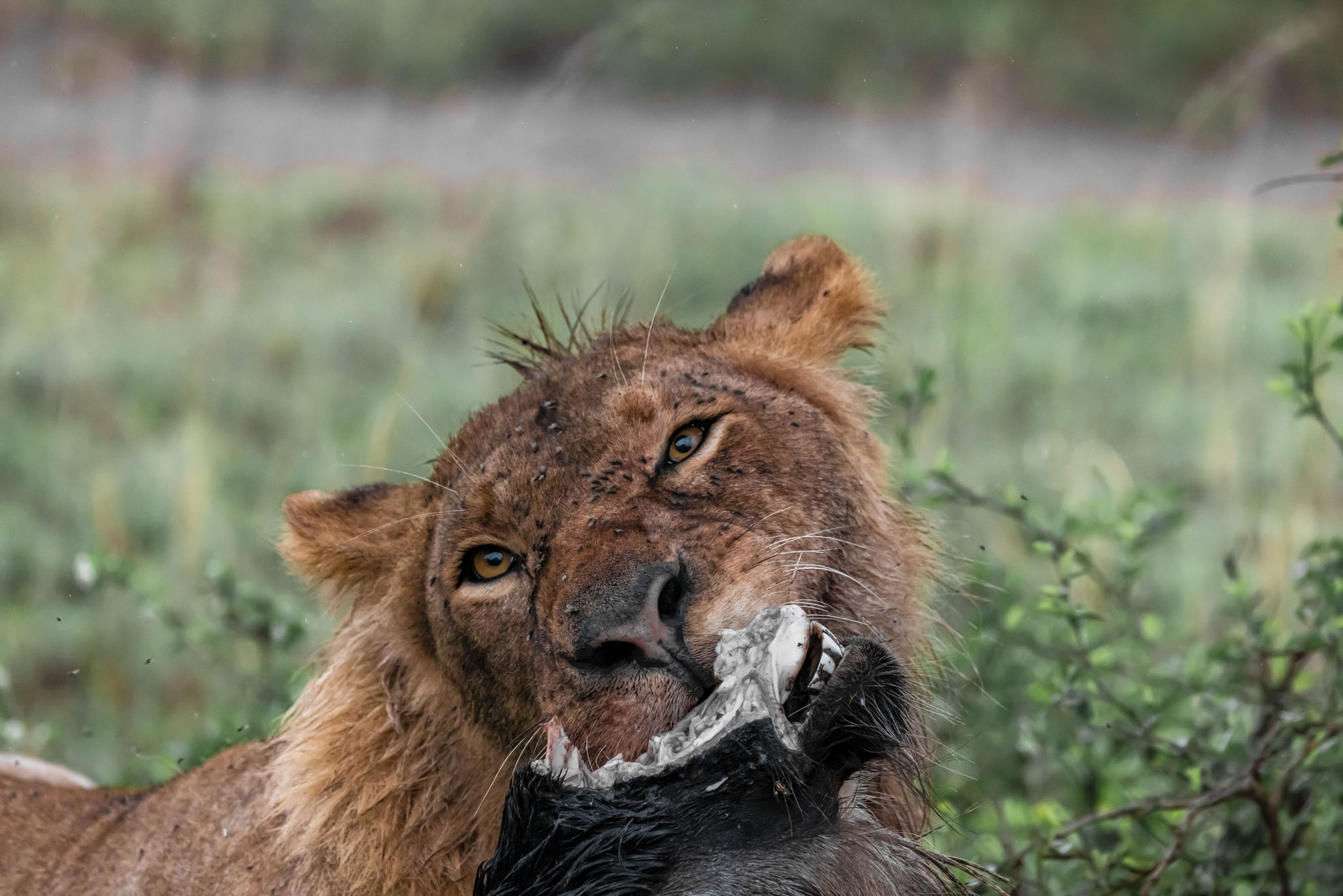 Ndutu — Southern Serengeti