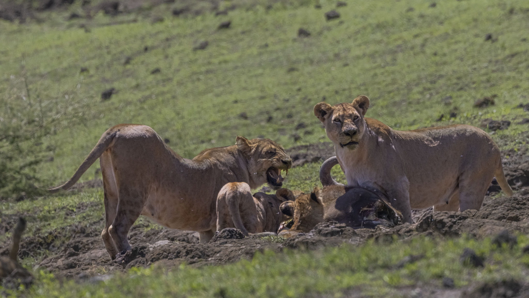 Ngorongoro Crater — The Circle of Life