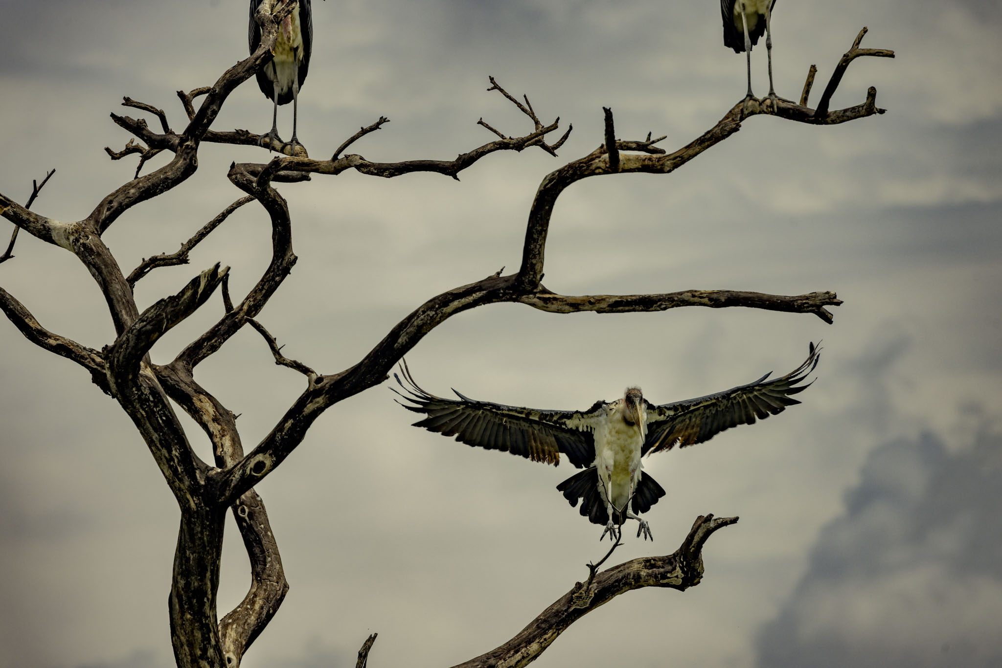 Tarangire National Park — Where It Began